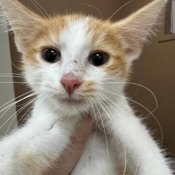 Sullivan -  Domestic Short Hair Cat for Adoption in Pekin, Illinois - Sullivan | PetCurious