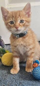 Fred (FCID# 06/09/2026 - 7 Branduwine PS) KS -  Tabby Cat for Adoption in Greenville, Delaware - Fred (FCID# 06/09/2026 - 7 Branduwine PS) KS | PetCurious