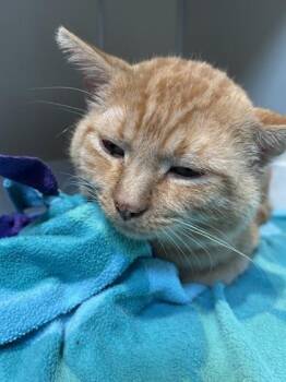 Vecna -  Domestic Short Hair Cat for Adoption in Hamilton, Montana - Vecna | PetCurious