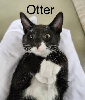 Otter -  Domestic Short Hair Cat for Adoption in Pawleys Island, South Carolina - Otter | PetCurious
