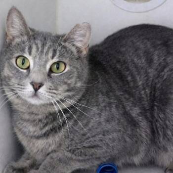 Domestic Short Hair Cats Available for Adoption in Holbrook, New York - KELSEY | PetCurious