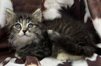 Domestic Long Hair and Maine Coon Cats Available for Adoption in San Diego, California - Cambaboor | PetCurious