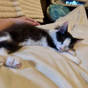 Spider Man -  Domestic Medium Hair Cat for Adoption in Richmond, Virginia - Spider Man | PetCurious