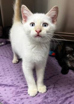 Nimbus -  Domestic Short Hair Cat for Adoption in Logan, Utah - Nimbus | PetCurious