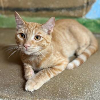 Rescue Domestic Short Hair Cats for Adoption in Laredo, Texas - Sunshine | PetCurious