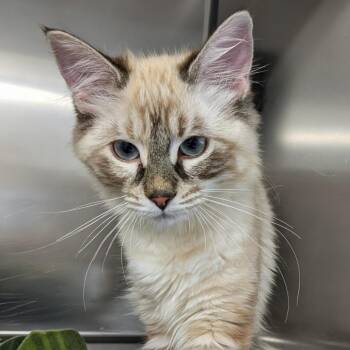 Domestic Long Hair Cats Available for Adoption in Medford, Oregon - Marshmallow | PetCurious