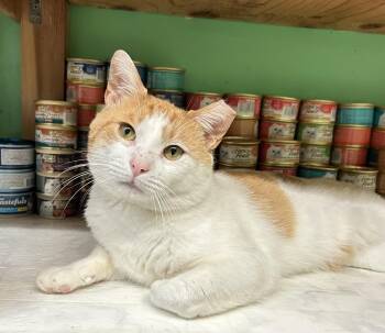 Rescue Domestic Short Hair Cats for Adoption in Darien, Connecticut - Tommy | PetCurious