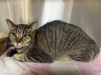 Rescue Domestic Short Hair Cats for Adoption in Houghton Lake, Michigan - Munchkin | PetCurious