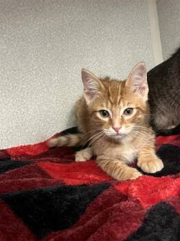 Rescue Domestic Medium Hair Cats for Adoption in Dallas, Texas - RAMBO | PetCurious