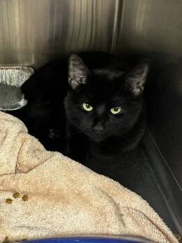 Rescue Domestic Short Hair Cats for Adoption in Marietta, Georgia - (654) | PetCurious