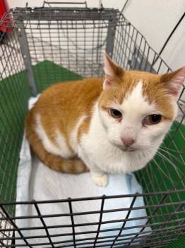 Domestic Short Hair Cats Available for Adoption in Clarksville, Tennessee - Moe | PetCurious