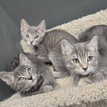 Ponyboy -  Domestic Short Hair Cat for Adoption in Buffalo, New York - Ponyboy | PetCurious