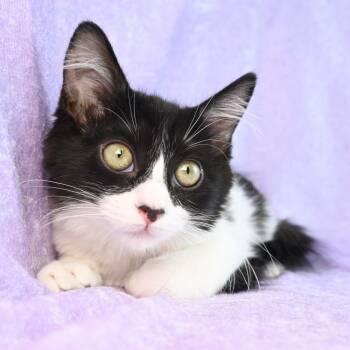 Rescue Domestic Medium Hair Cats for Adoption in Mobile, Alabama - Millie | PetCurious