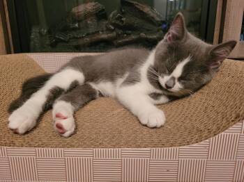 Rescue Domestic Short Hair Cats for Adoption in Greensburg, Pennsylvania - Rosie | PetCurious