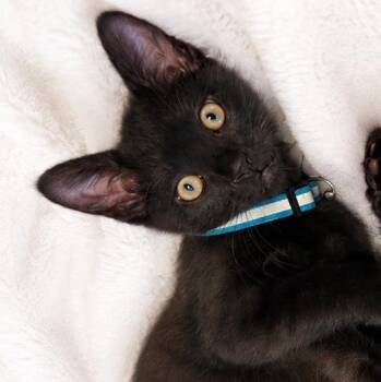 Jag -  Domestic Short Hair Cat for Adoption in Farmington, Minnesota - Jag | PetCurious
