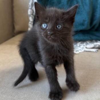 Elowen 2 -  Domestic Short Hair Cat for Adoption - Elowen 2 | PetCurious