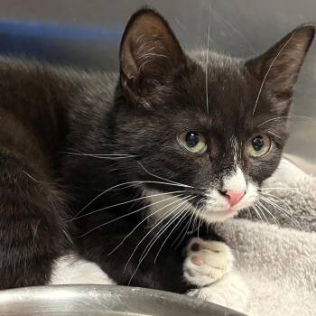 Juniper -  Domestic Short Hair Cat for Adoption in East Hanover, New Jersey - Juniper | PetCurious