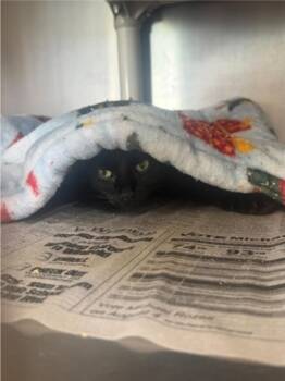 Leela -  Domestic Short Hair Cat for Adoption in Winfield, Kansas - Leela | PetCurious