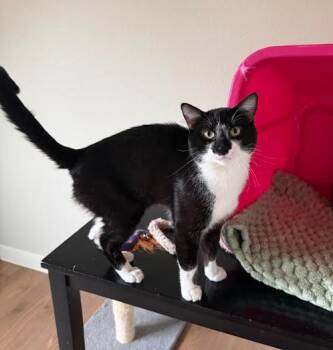 Tee -  Domestic Short Hair Cat for Adoption in Everett, Washington - Tee | PetCurious