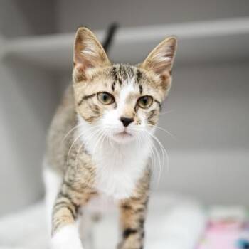 Boone -  Domestic Short Hair Cat for Adoption in Atlanta, Georgia - Boone | PetCurious