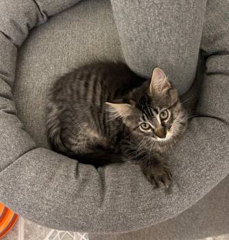 Boo -  Domestic Short Hair Cat for Adoption in Millcreek, Utah - Boo | PetCurious