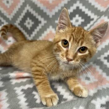 Cobweb -  Domestic Short Hair Cat for Adoption in Fairmont, Minnesota - Cobweb | PetCurious