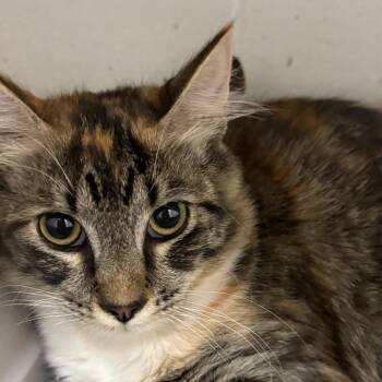 Marble -  Domestic Medium Hair Cat for Adoption in Buellton, California - Marble | PetCurious