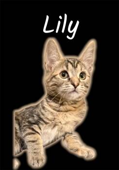 Lily -  Domestic Short Hair Cat Available for Adoption in Auburn, California - Lily | PetCurious