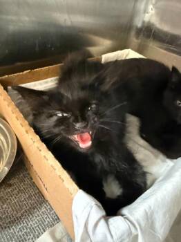 Artemus -  Domestic Short Hair Cat for Adoption in Sevierville, Tennessee - Artemus | PetCurious