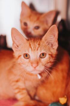 93098A Chat -  Domestic Short Hair Cat for Adoption in North Charleston, South Carolina - 93098A Chat | PetCurious
