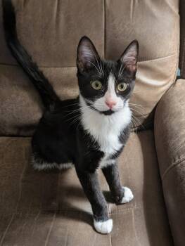 Rescue Tuxedo Cats for Adoption in Chico, California - Pete | PetCurious