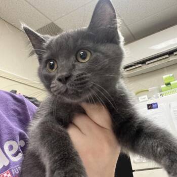Miss Fluffy -  Domestic Short Hair Cat for Adoption in Pekin, Illinois - Miss Fluffy | PetCurious
