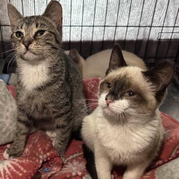 Odin -  Domestic Short Hair Cat for Adoption in Panama City, Florida - Odin | PetCurious