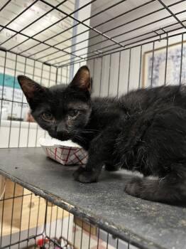 Robby -  Domestic Medium Hair Cat for Adoption in Ontario, California - Robby | PetCurious