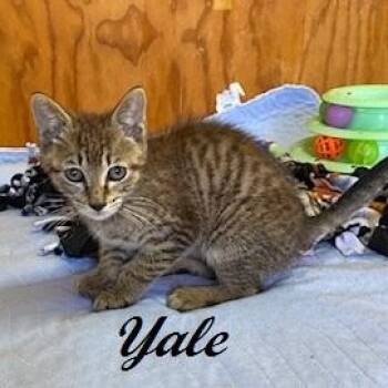 Yale -  Tabby Cat for Adoption in Southern Pines, North Carolina - Yale | PetCurious