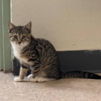 Beavis -  Domestic Short Hair Cat for Adoption - Beavis | PetCurious