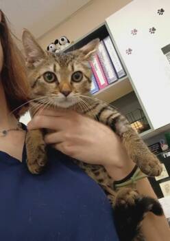 Beans -  Domestic Short Hair Cat for Adoption in Palm Coast, Florida - Beans | PetCurious