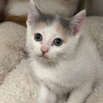 Ember -  Domestic Medium Hair and Domestic Short Hair Cat for Adoption in League City, Texas - Ember | PetCurious