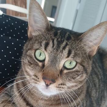 Bronze -  Domestic Short Hair Cat for Adoption in West Palm Beach, Florida - Bronze | PetCurious