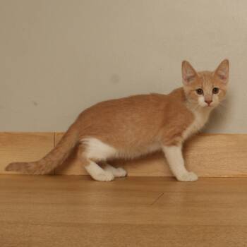 Gus C71007 -  Domestic Short Hair Cat for Adoption in Minnetonka, Minnesota - Gus C71007 | PetCurious