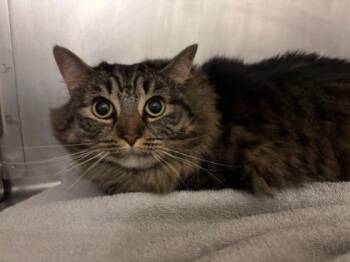 Rescue Domestic Long Hair and Domestic Short Hair Cats for Adoption in Everett, Washington - Madden | PetCurious