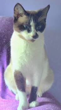 Rescue Siamese Cats for Adoption in Camden, South Carolina - Nod (Available For Pre-adoption) | PetCurious