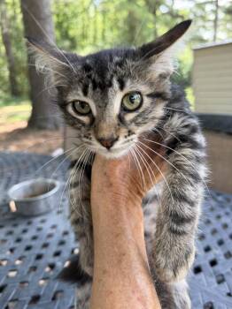 Rhyme -  Domestic Long Hair and Maine Coon Cat for Adoption in Plumerville, Arkansas - Rhyme | PetCurious