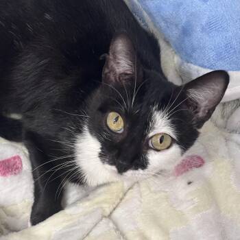 Tip Toe -  Domestic Short Hair Cat for Adoption in Tampa, Florida - Tip Toe | PetCurious