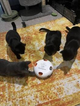 Urzah (26-013 C) -  Domestic Short Hair Cat for Adoption in Lansing, Michigan - Urzah (26-013 C) | PetCurious