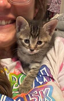 Koko -  Domestic Short Hair Cat for Adoption in Little Rock, Arkansas - Koko | PetCurious