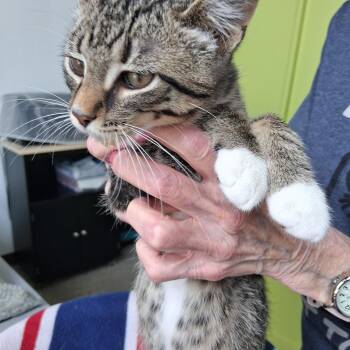 Jimmy -  Domestic Short Hair Cat for Adoption in Northfield, Minnesota - Jimmy | PetCurious