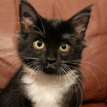 Ares -  Domestic Medium Hair Cat for Adoption in Calgary, Alberta - Ares | PetCurious
