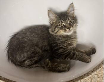 Rescue Domestic Long Hair and Tabby Cats for Adoption in Chandler, Arizona - Cesario Twelfth | PetCurious
