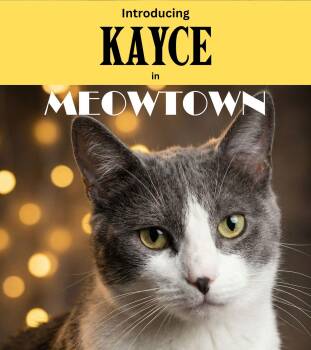 Domestic Short Hair Cats Available for Adoption - Kaycie | PetCurious